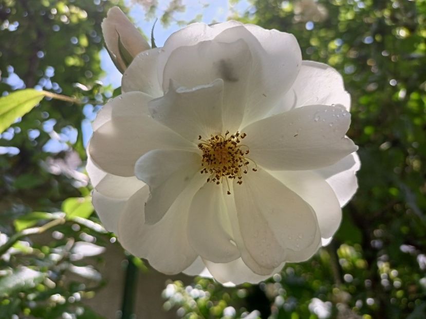 Iceberg - Grădina 2024 continuare 2