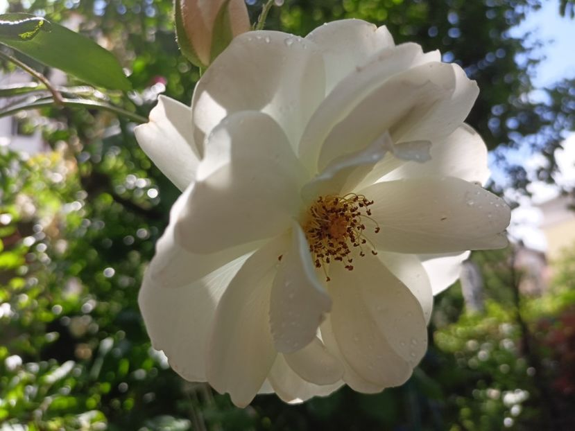  - Grădina 2024 continuare 2