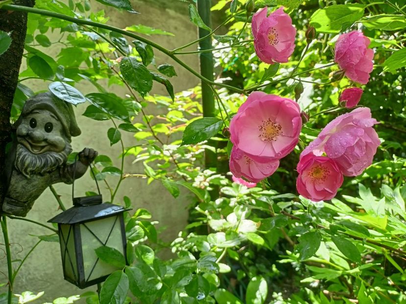 Angela - Grădina 2024 continuare 2