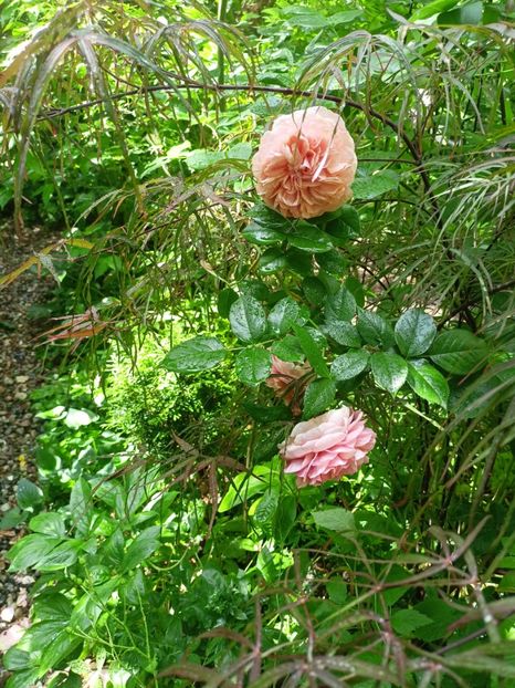  - Grădina 2024 continuare 2