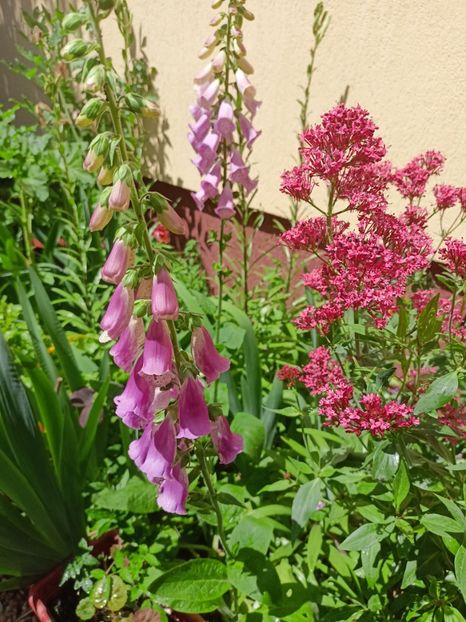  - Grădina 2024 continuare 2