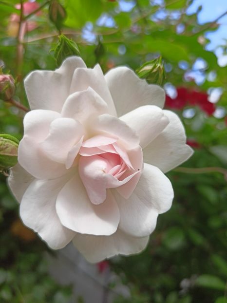 Pink Ghislaine de Feligonde - Grădina 2024 continuare 2