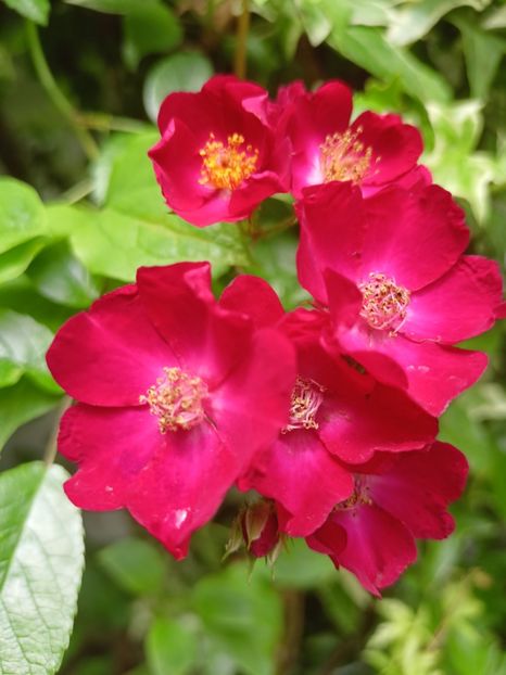 Cherry Meidiland - Grădina 2024 continuare 2