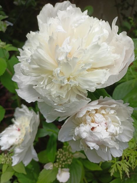 Festiva Maxima - Grădina 2024 continuare 2