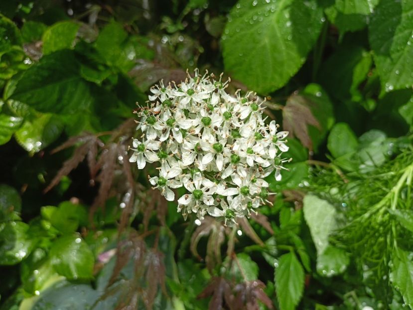  - Grădina 2024 continuare 2