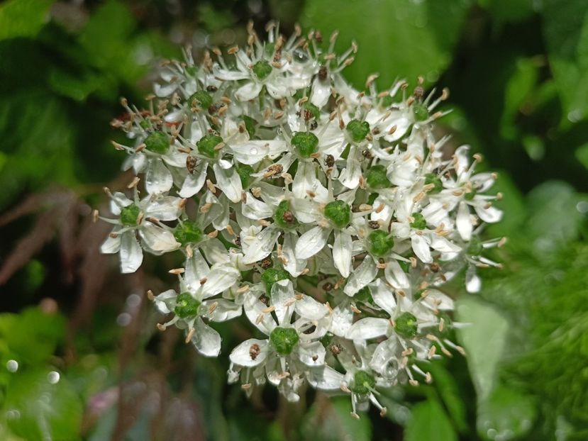  - Grădina 2024 continuare 2