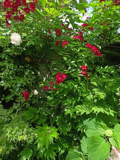 Pink Ghislaine de Feligonde și Cherry Meidiland - Grădina 2024 continuare 2