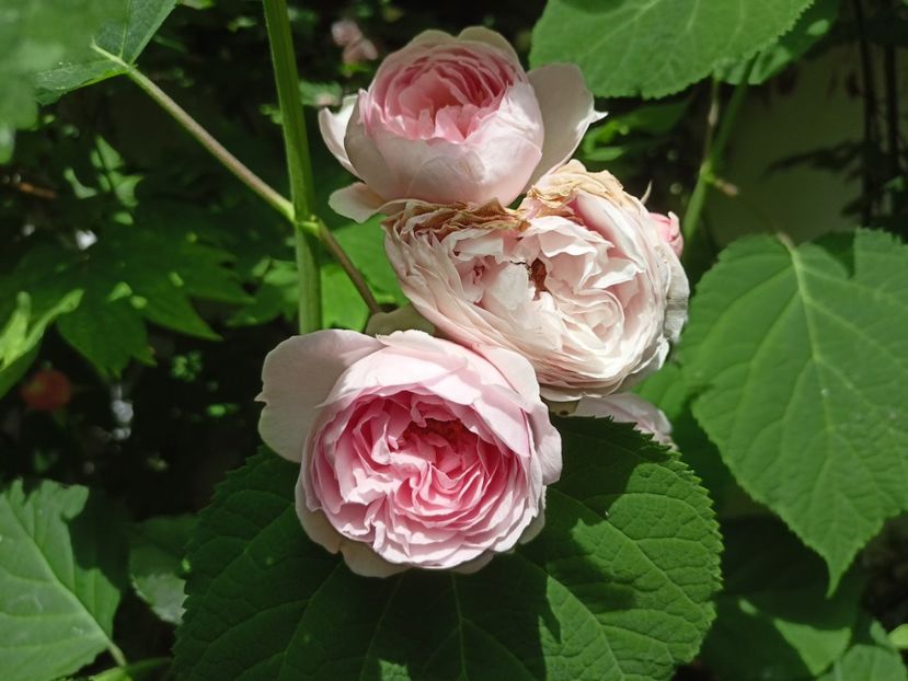  - Grădina 2024 continuare 2