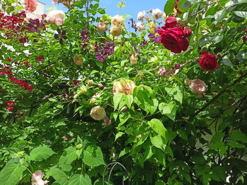  - Grădina 2024 continuare 2