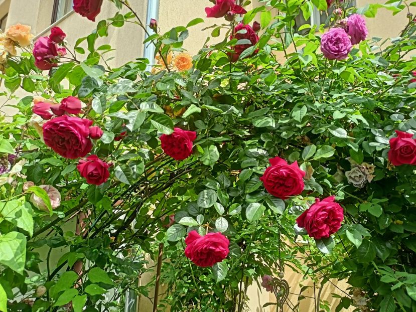 Florentina - Grădina 2024 continuare 2