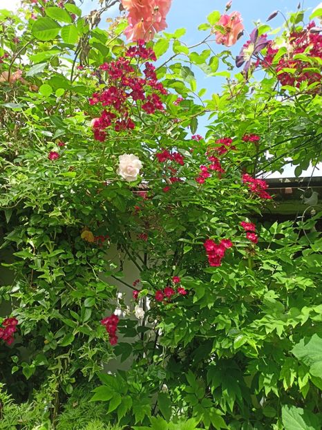 Pink Ghislaine de Feligonde și Cherry Meidiland - Grădina 2024 continuare 2