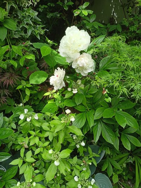  - Grădina 2024 continuare 2