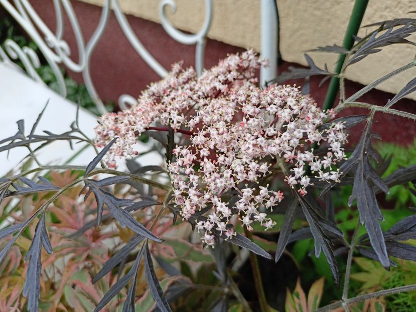  - Grădina 2024 continuare 2