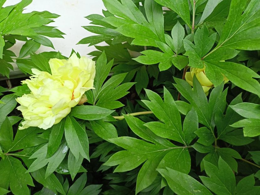 Bartzella - Grădina 2024 continuare 2