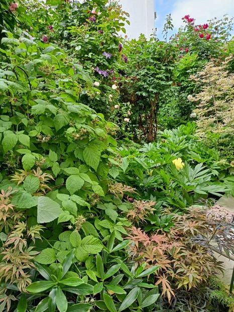  - Grădina 2024 continuare 2