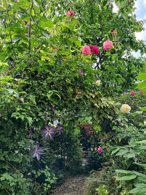  - Grădina 2024 continuare 2