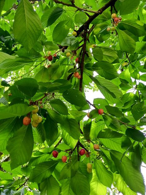  - Grădina 2024 continuare 2