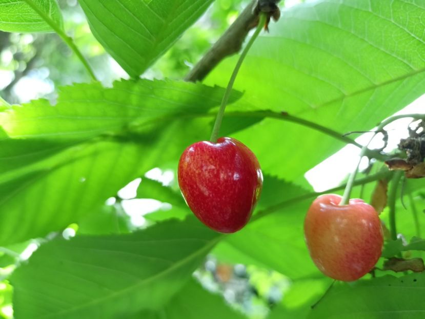  - Grădina 2024 continuare 2