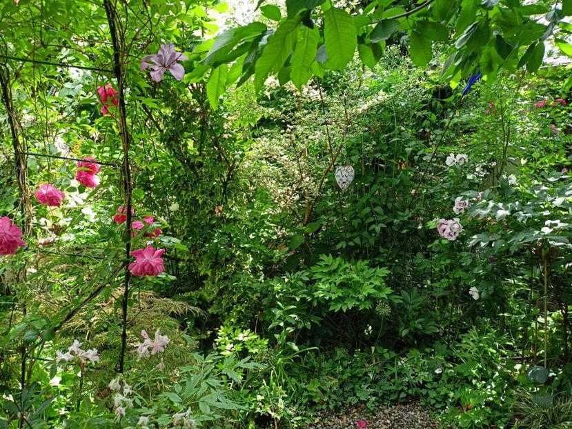  - Grădina 2024 continuare 2