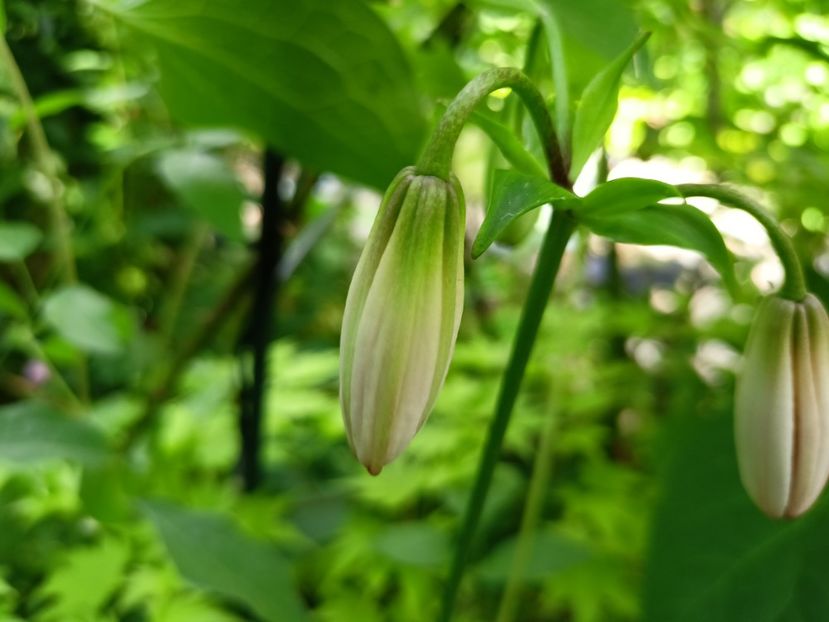 Crin Martagon - Grădina 2024 continuare 2