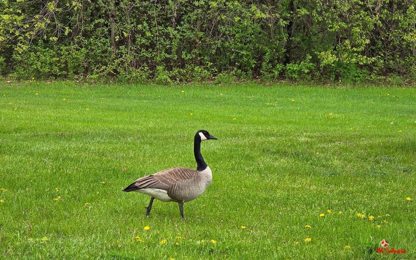 Printemps dans Gatineau,QC .jpg - C - BIRDS - Pasari