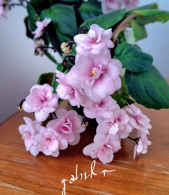  - Rob-s Vanilla Trail