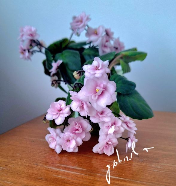  - Rob-s Vanilla Trail