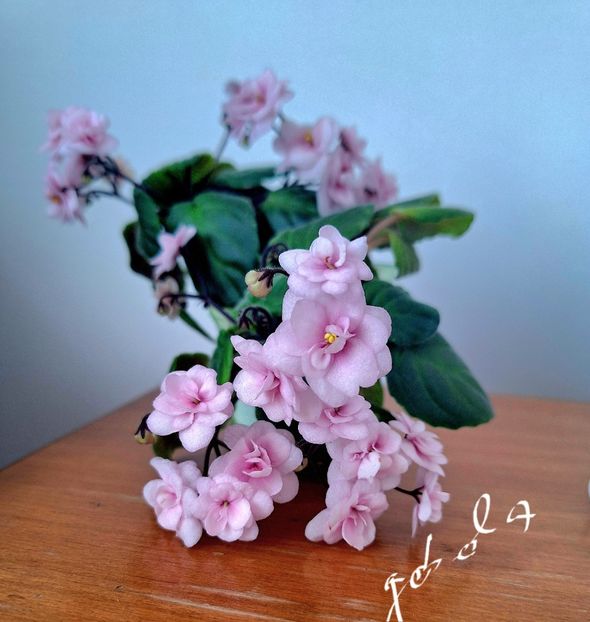  - Rob-s Vanilla Trail