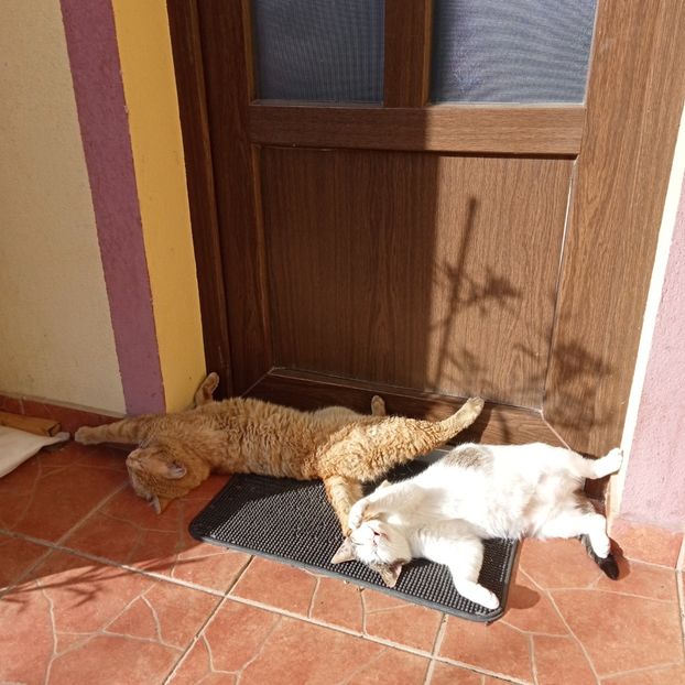  - Pisicuta Pufita
