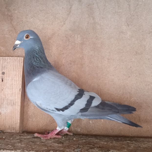 Femela 18-837 - Porumbei vanduti