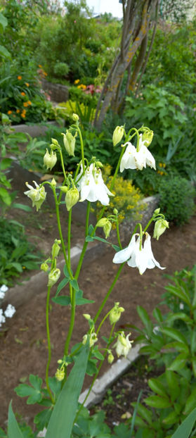  - 2024 - 01 - Primavara