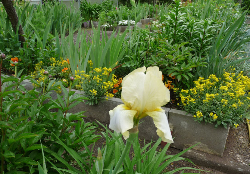  - 2024 - 01 - Primavara