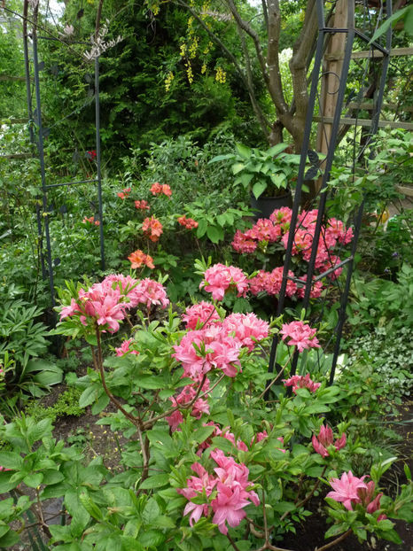  - 2024 - 01 - Primavara