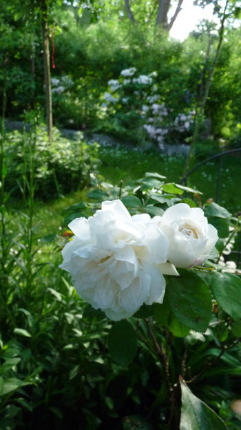  - 2024 - 01 - Primavara