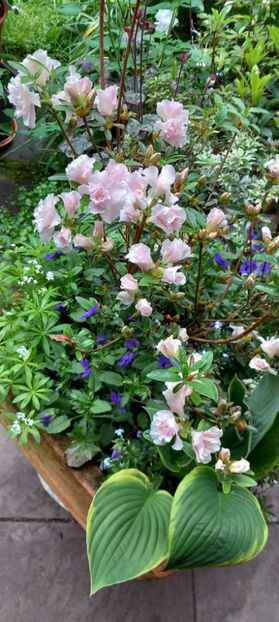  - 2024 - 01 - Primavara