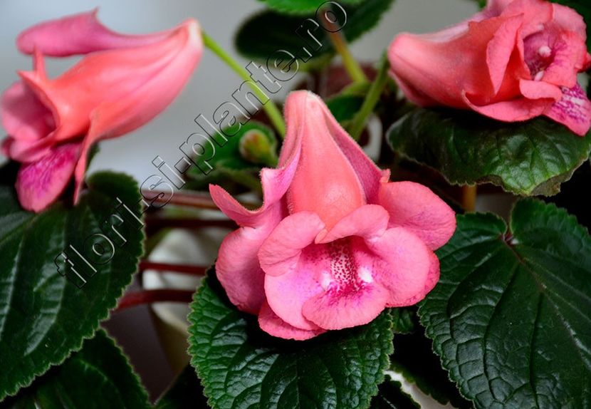 Sinningia Red Sleeve - GLOXINIA-SINNINGIA _COLECTIA 2020_2024