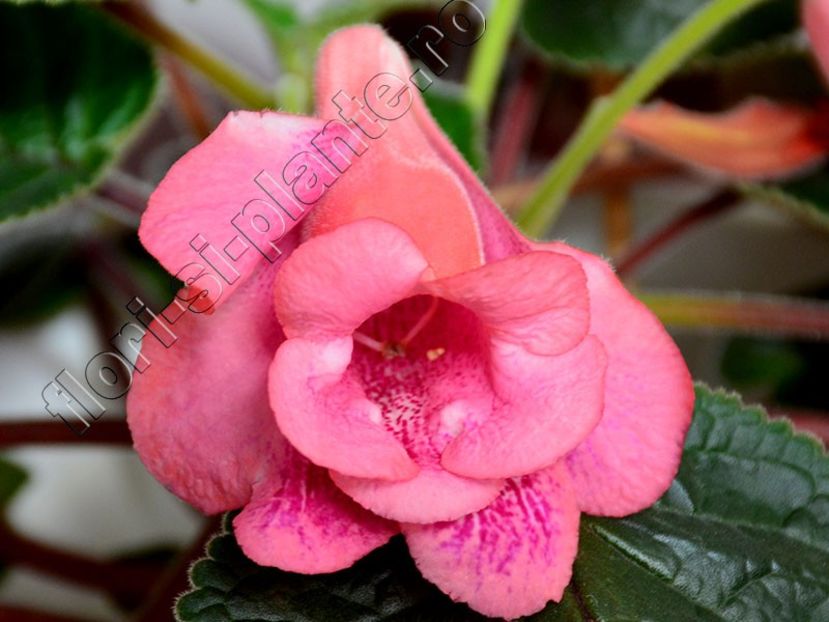 Sinningia Red Sleeve - GLOXINIA-SINNINGIA _COLECTIA 2020_2024