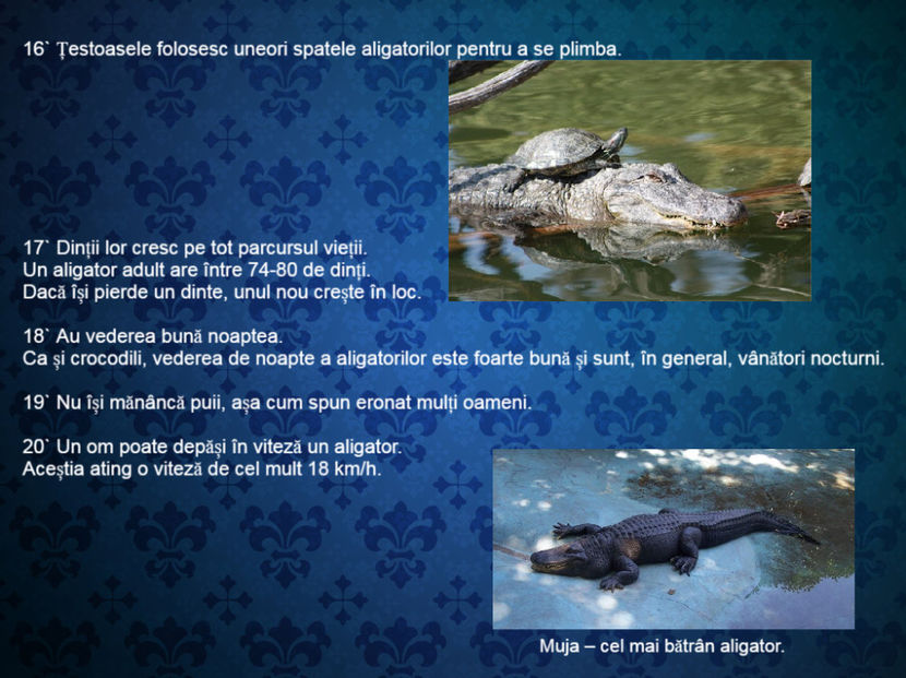 20 de curiozitati despre aligatori - Curiozități