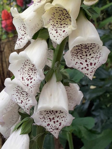  - 0 Digitalis