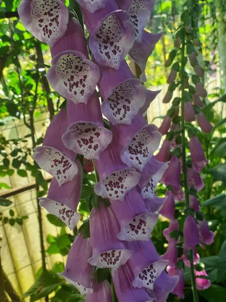  - 0 Digitalis