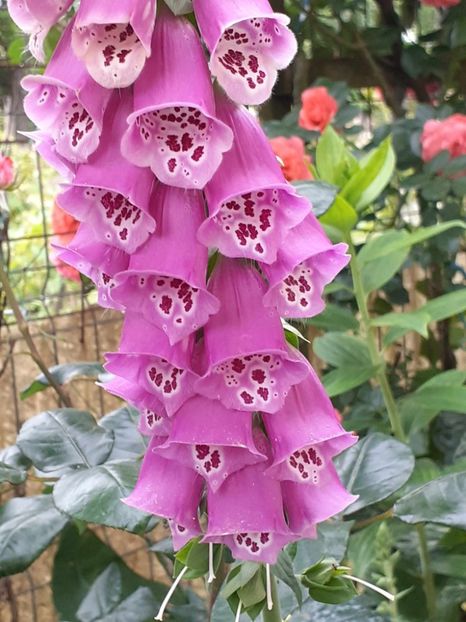  - 0 Digitalis