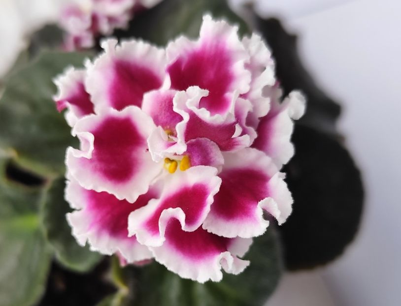 18 mai 2024 - Amadeus