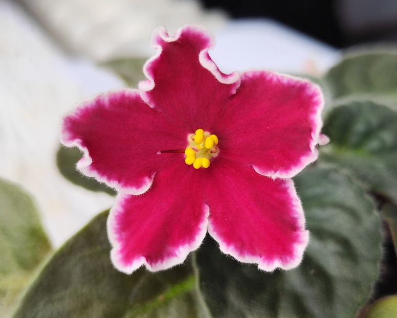 18 mai 2024 - Arcturus