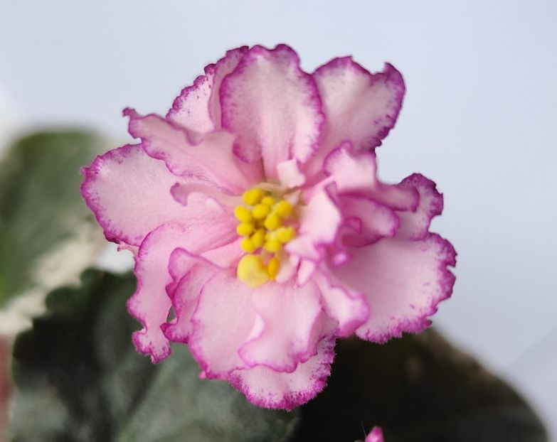 18 mai 2024 - Elizabeth