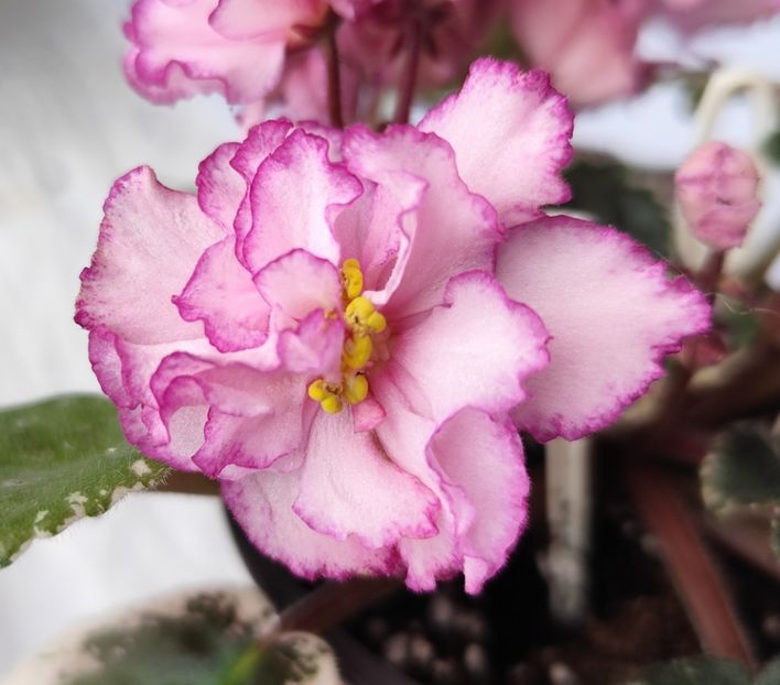 18 mai 2024 - Elizabeth