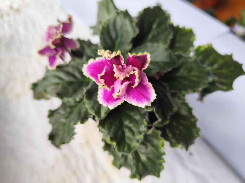 18 mai 2024 - Kamennyi Tsvetok