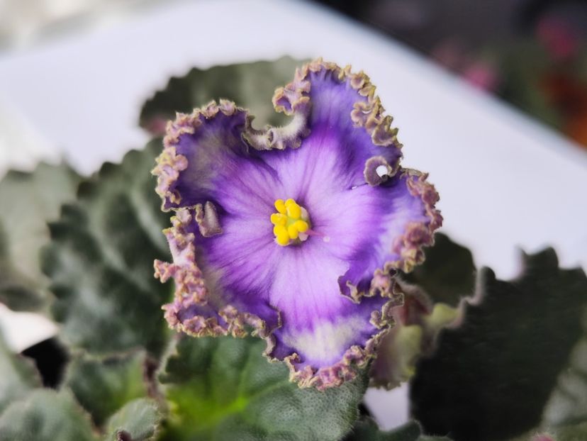 18 mai 2024 - Cajun s Royal Heir