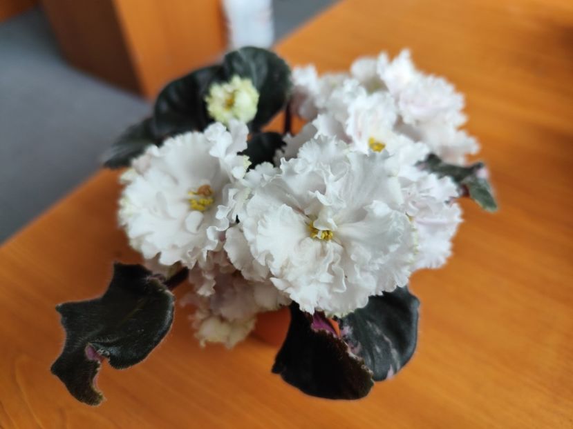 18 mai 2024 - LE Vanilnoe Parfe