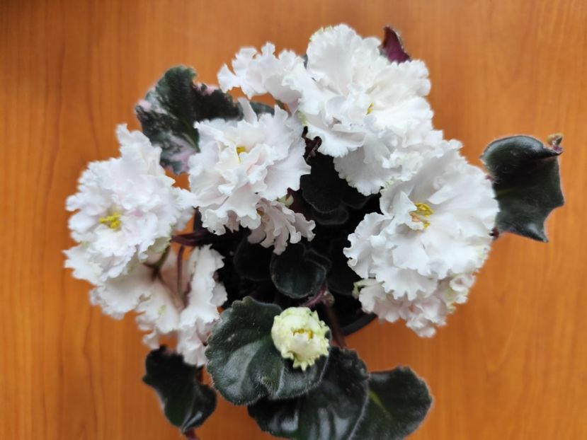 18 mai 2024 - LE Vanilnoe Parfe