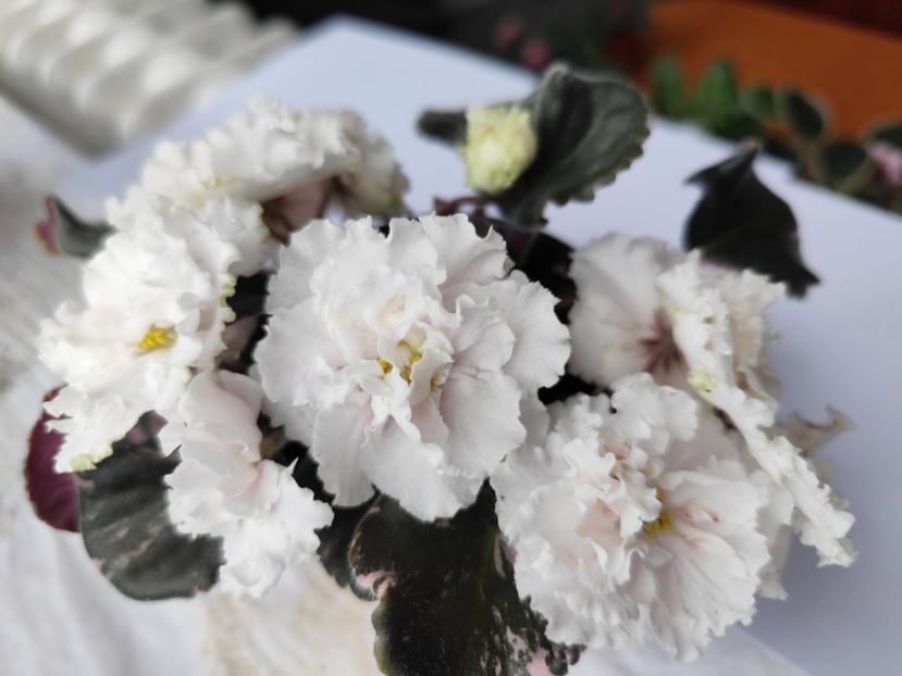 18 mai 2024 - LE Vanilnoe Parfe